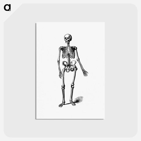アートポストカード-Skeleton of a Man
 - 大英図書館 Postcard.