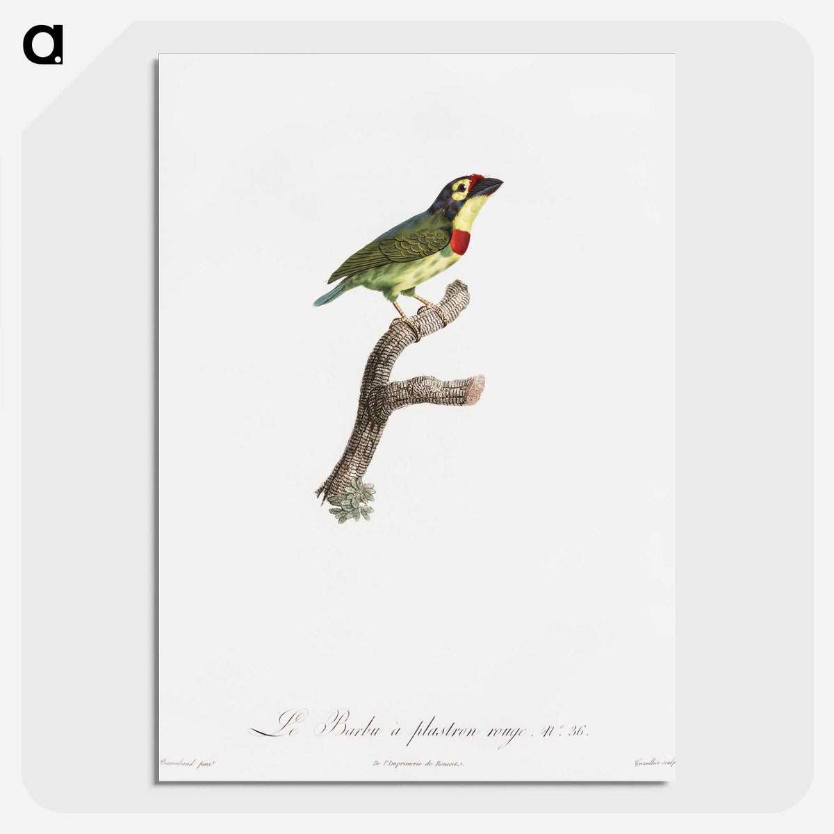 1-72_Des-Oiseaux-de-Paradis_picture-crop