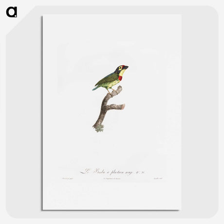 1-72_Des-Oiseaux-de-Paradis_picture