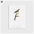 1-72_Des-Oiseaux-de-Paradis_postcard