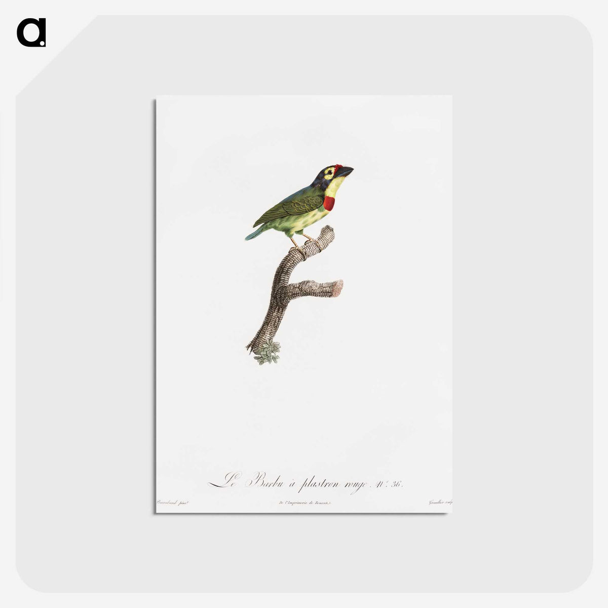 1-72_Des-Oiseaux-de-Paradis_postcard
