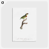 1-72_Des-Oiseaux-de-Paradis_postcard