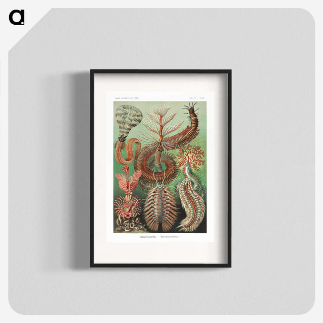 1-72_Ernst-Haeckel_blk