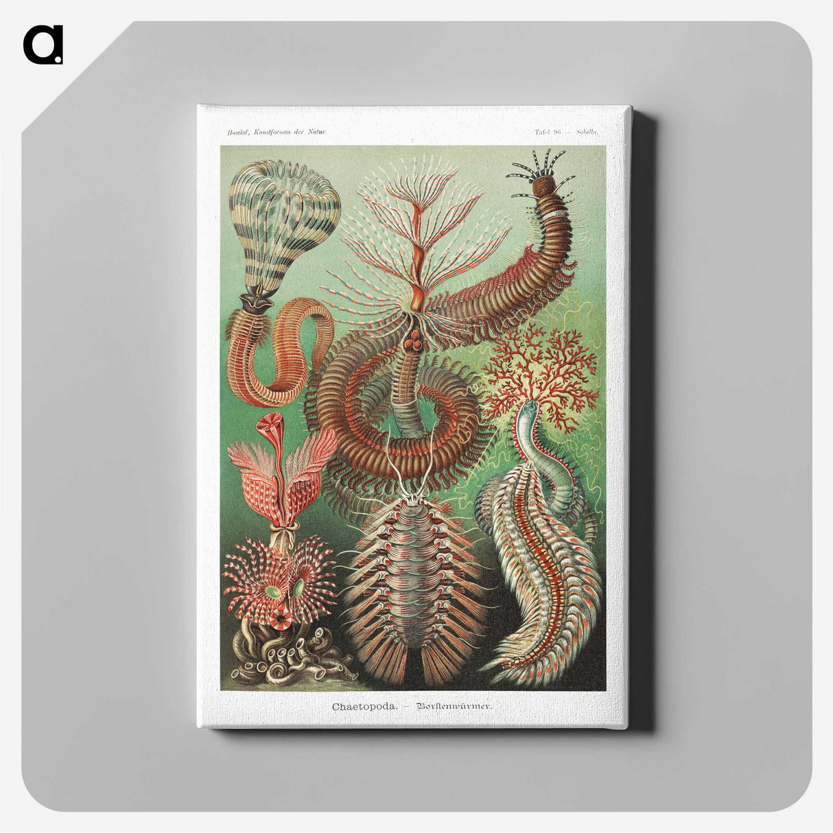 1-72_Ernst-Haeckel_canvas