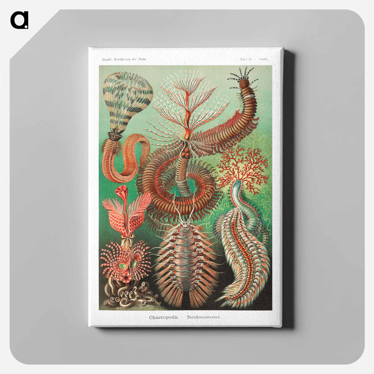 Chaetopoda–Borstenwürmer - エルンスト ヘッケル Canvas.