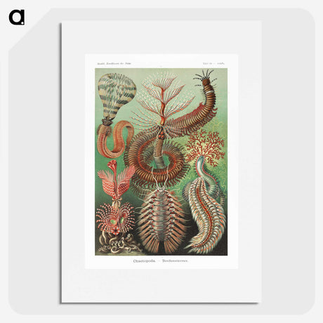 1-72_Ernst-Haeckel_picture