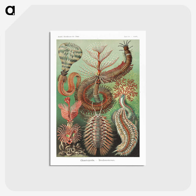 1-72_Ernst-Haeckel_postcard
