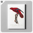 1-72_Francois-Levaillant_canvas