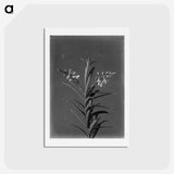 1-72_Frederick-Charles-Brockett_hagaki