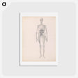 アートポストカード-Human Figure, Anterior View
 - ジョージ スタッブス Postcard.
