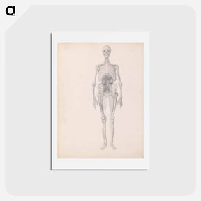 アートポストカード-Human Figure, Anterior View
 - ジョージ スタッブス Postcard.