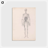 アートポストカード-Human Figure, Anterior View
 - ジョージ スタッブス Postcard.