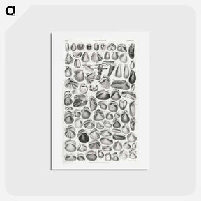 アートポストカード-Conchology
 - ゴールドスミスの生き生きとした自然 Postcard.