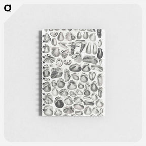 アートメモ帳-Conchology
 - ゴールドスミスの生き生きとした自然 Memo.