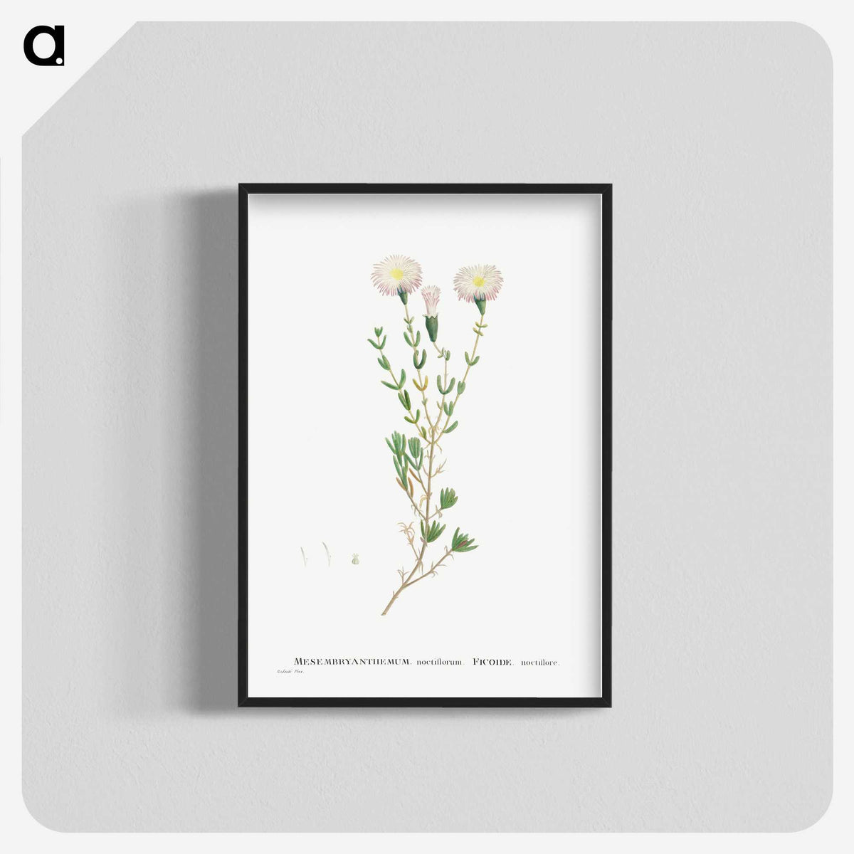 1-72_Histoire-des-Plantes-Grasses_blk-crop