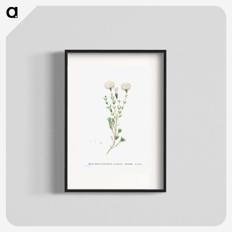 1-72_Histoire-des-Plantes-Grasses_blk
