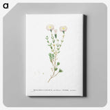 1-72_Histoire-des-Plantes-Grasses_canvas