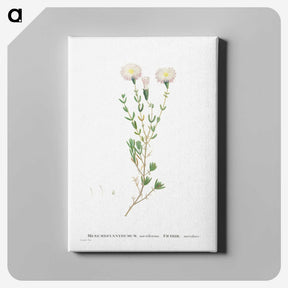 1-72_Histoire-des-Plantes-Grasses_canvas