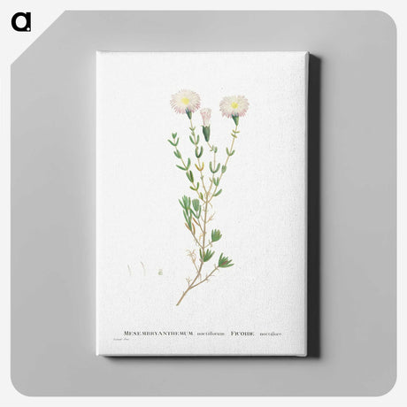 1-72_Histoire-des-Plantes-Grasses_canvas