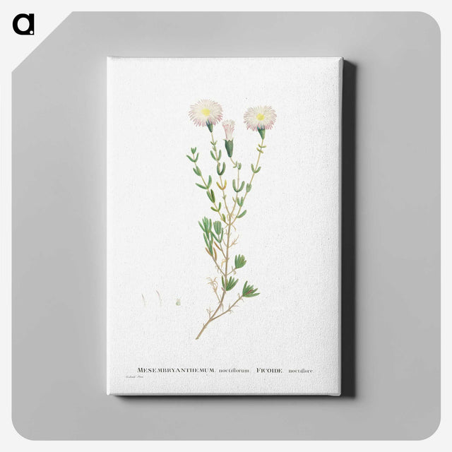 1-72_Histoire-des-Plantes-Grasses_canvas