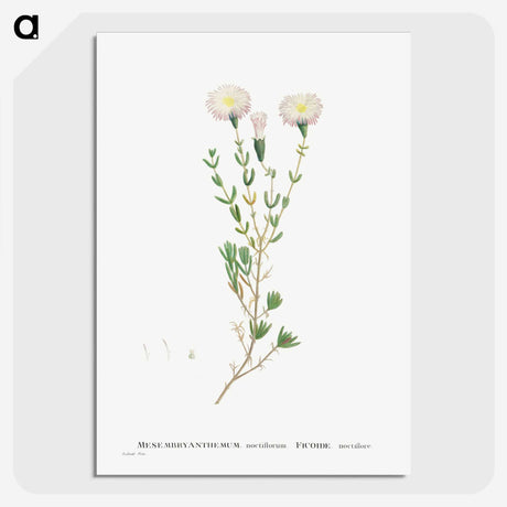 1-72_Histoire-des-Plantes-Grasses_picture-crop