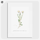 1-72_Histoire-des-Plantes-Grasses_picture
