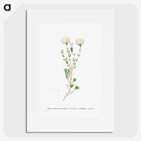 1-72_Histoire-des-Plantes-Grasses_picture