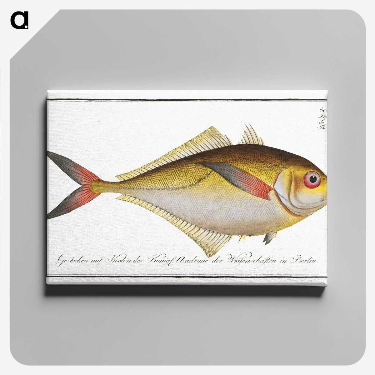 1-72_Ichtyologie-ou-Histoire-naturelle_canvas