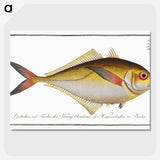 1-72_Ichtyologie-ou-Histoire-naturelle_picture-crop