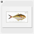 1-72_Ichtyologie-ou-Histoire-naturelle_picture