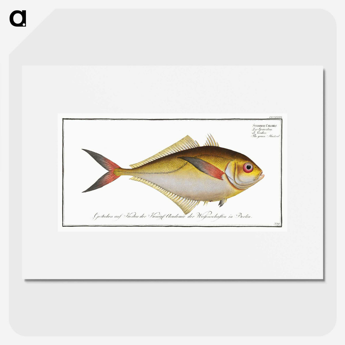 1-72_Ichtyologie-ou-Histoire-naturelle_picture
