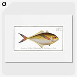 1-72_Ichtyologie-ou-Histoire-naturelle_picture
