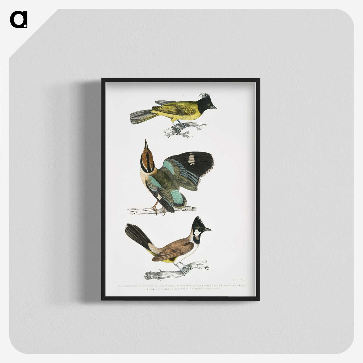 1-72_Indian-Zoology_blk-crop