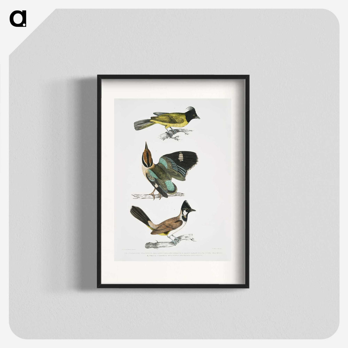 1-72_Indian-Zoology_blk