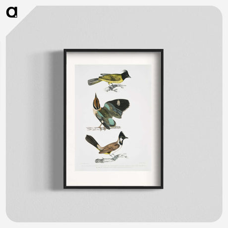 1-72_Indian-Zoology_blk