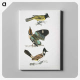 1-72_Indian-Zoology_canvas
