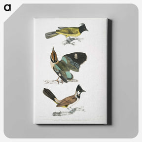 1-72_Indian-Zoology_canvas