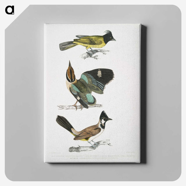 1-72_Indian-Zoology_canvas