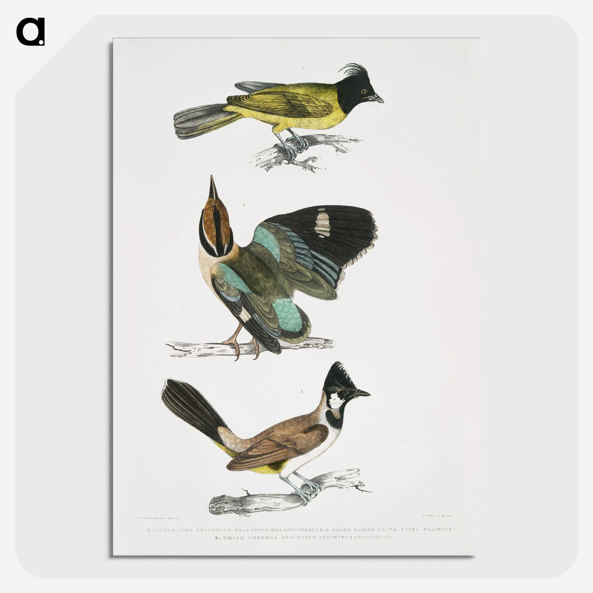 1-72_Indian-Zoology_picture-crop
