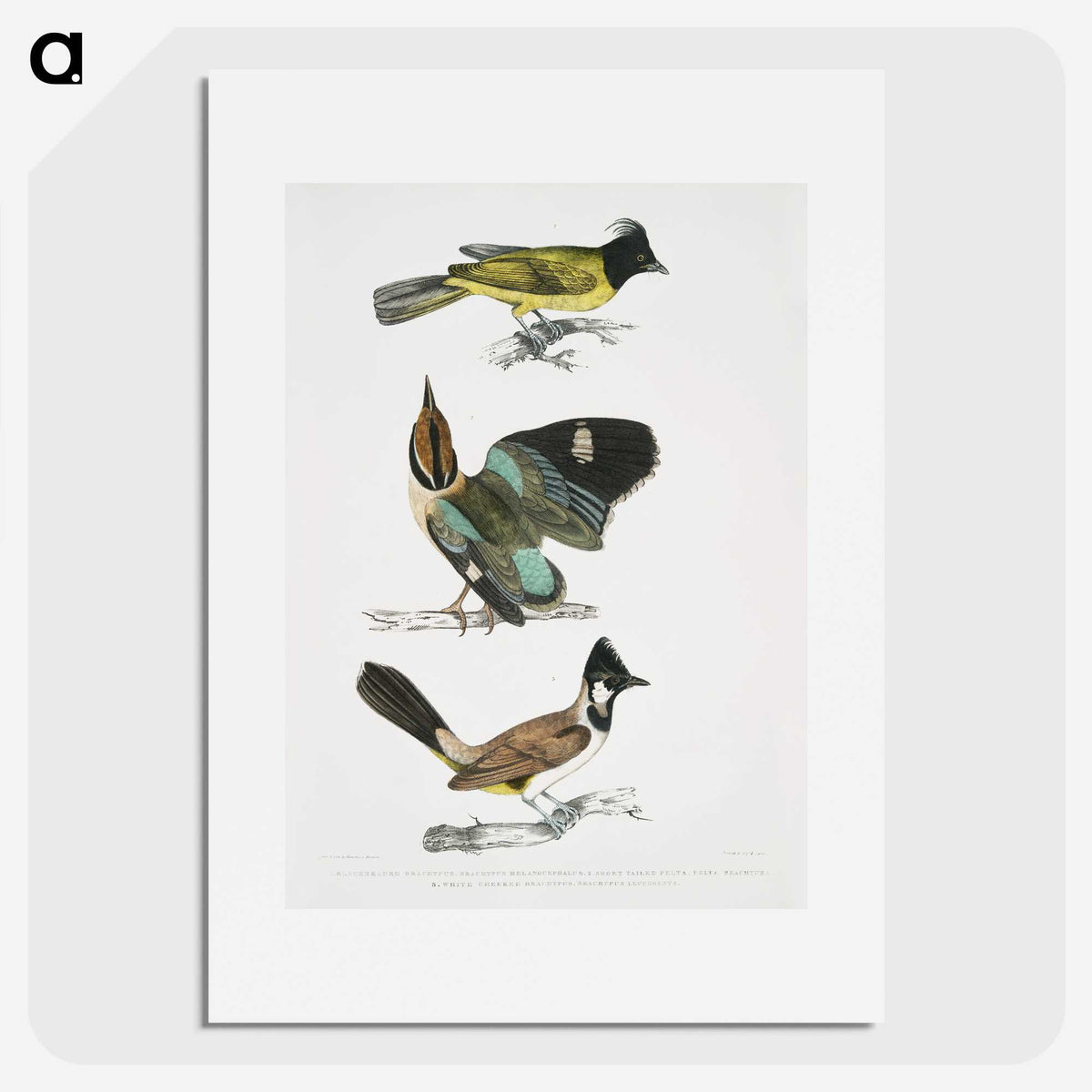 1-72_Indian-Zoology_picture
