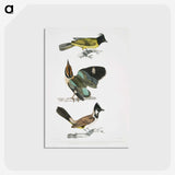 1-72_Indian-Zoology_postcard
