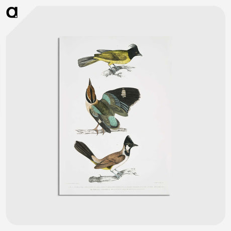 1-72_Indian-Zoology_postcard