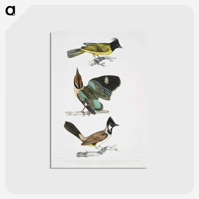 1-72_Indian-Zoology_postcard