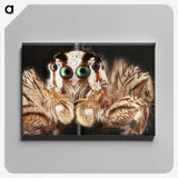 1-72_Insects-Unlocked-Project_canvas