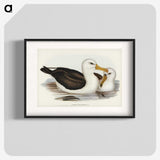 1-72_John-Gould_blk
