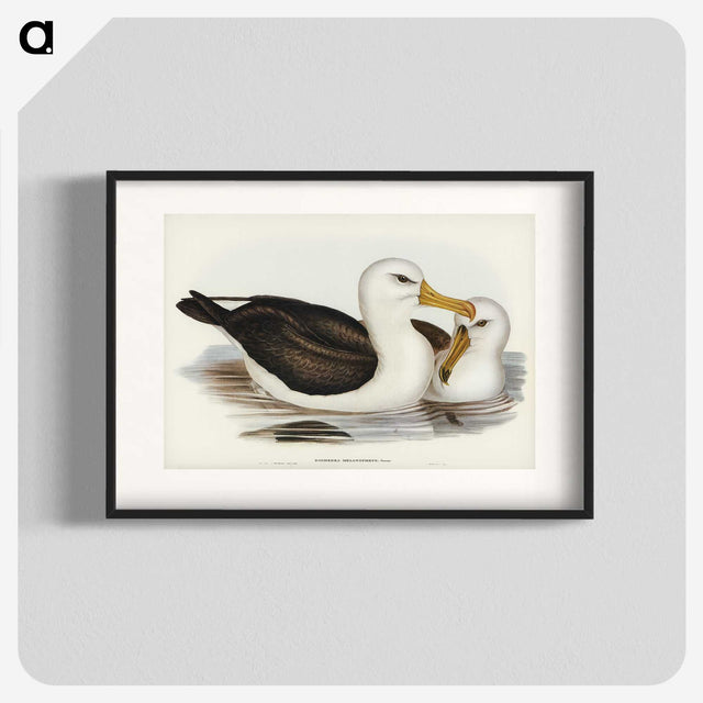 1-72_John-Gould_blk
