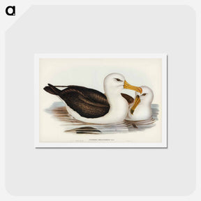 アートポストカード-Black-browed Albatross
 - ジョン グールド Postcard.