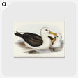 1-72_John-Gould_postcard