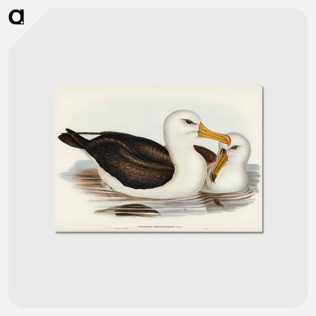 アートポストカード-Black-browed Albatross
 - ジョン グールド Postcard.