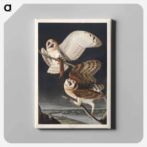 アートパネル-Barn Owl
 - ジョン ジェームス オーデュボン Canvas.